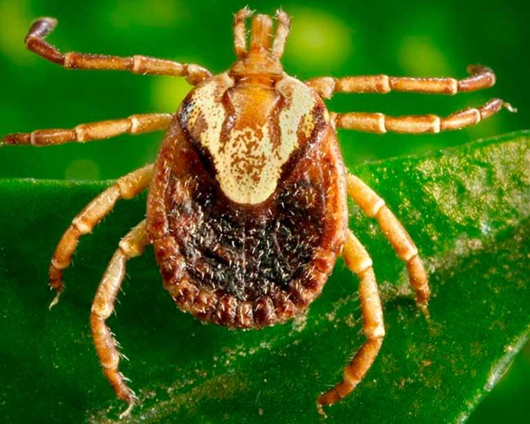 Sumaré institui Programa Permanente de Conscientização sobre Febre Maculosa e cria 